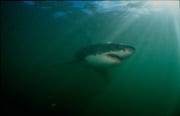 Weißer Hai gleitet durchs Wasser vor Geyser Rock (00014550)