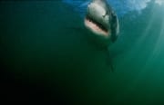 Weißer Hai vor Geyser Rock (00014551)