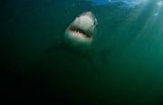 Weißer Hai gleitet durchs Wasser vor Geyser Rock (00014552)