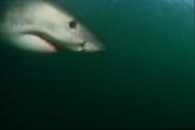 Weißer Hai gleitet durchs Wasser vor Geyser Rock (00014553)