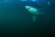 Weißer Hai gleitet durchs Wasser vor Geyser Rock (00014554)