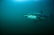 Weißer Hai gleitet durchs Wasser vor Geyser Rock (00014556)