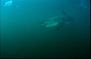 Weißer Hai gleitet durchs Wasser vor Geyser Rock (00014557)