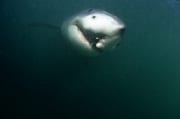 Weißer Hai mit longline Verletzung (00014559)