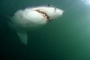 Weißer Hai Baby auf Nahrungssuche (00014563)