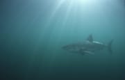Sonnenstrahlen treffen auf den Weißen Hai im gruenlic (00014565)