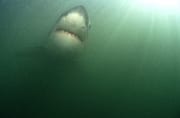 Weißer Hai im planktonreichen Wasser (00014566)