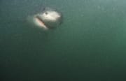 Frontale Nahaufnahme Weißer Hai im gruenlichen, plank (00014567)