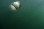 Frontal anschwimmender Weißer Hai (00014571)