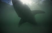 Beeindruckende große Weiße Hai Silhouette im gruenlic (00014572)