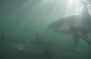 Zwei Weiße Haie und ein hagfish bei ungewoehnlicher L (00014573)