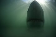Mythos Weißer Hai (00014574)