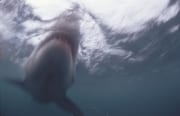 Schemenhaft taucht ein Weißer Hai im undurchsichtigen (00014576)