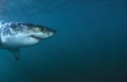 Weißer Hai Kopf Seitenportraet (00015256)