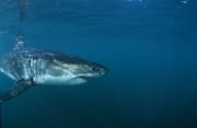 Weißer Hai Nahaufnahme (00015261)