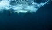 Weißer Hai am Fischkoeder (00015280)