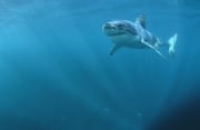 Junger Weißer Hai in strahlendem Licht (00015284)