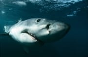 Weißer Hai: Extreme Nahaufnahme (00015291)