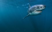 Junger Weißer Hai: Eine ausgesprochen imposante Ersch (00015295)