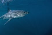 Erfolgreicher imposanter Raeuber: Großer Weißer Hai (00015297)