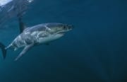 Junger Weißer Hai erkundet seine Umgebung (00015298)