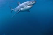 Weißer Hai hat ein Objekt an der Wasseroberflaeche en (00015307)