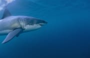 Weißer Hai: Faszinierender Meeresbewohner (00015309)