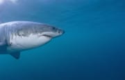 Seitliches Kopfportraet Weißer Hai (00015310)