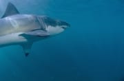 Weißer Hai zeigt seine markanten Brustflossen (00015311)