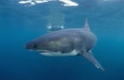 Weißer Hai umkreist einen Haikaefig (00015316)