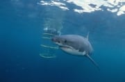 Weißer Hai am Haikaefig (00015317)