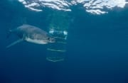 Weißer Hai interessiert sich fuer den Haikaefig (00015318)