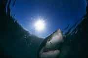 Weißer Hai Portraet mit Sonnenstrahlen (00015325)