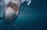 Weißer Hai kurz vor dem Zubeißen (00015327)