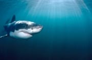 Erfolgreicher Raeuber: Großer Weißer Hai (00015329)