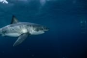 Weißer Hai nimmt Kurs auf den Haikaefig (00015343)