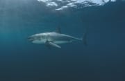 Erfolgreicher Raeuber: Großer Weißer Hai (00015346)