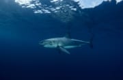 Erfolgreicher imposanter Raeuber: Großer Weißer Hai (00015347)