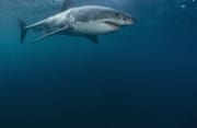 Erfolgreicher imposanter Raeuber: Großer Weißer Hai (00015348)