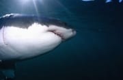 Der Weiße Hai greift immer aus dem Hinterhalt an (00015351)