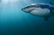 Eindrucksvoll zeigts sich ein Weißer Hai aus der Naehe (00015352)