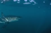 Der Weiße Hai ist der groeßte Raubfisch des Meeres (00015366)