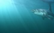 Weißer Hai nahe der Wasseroberflaeche (00015372)