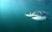 Weißer Hai: Das große dunkelblaue Auge beobachtet all (00015376)