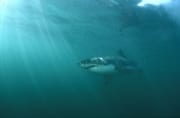 Ozeanischer Wanderer Weißer Hai (00015380)