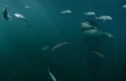 Weißer Hai wird von kleinen Fischen begleitet (00015390)