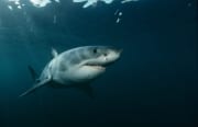 Intelligenter raetselhafter Riesenfisch Weißer Hai (00015391)