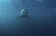 Faszinierender Weißer Hai (00015412)
