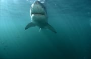 Faszinierender Weißer Hai im gruenlichen Wasser (00015413)