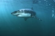 Weißer Hai: Effizienter und schneller Superraueber (00015418)